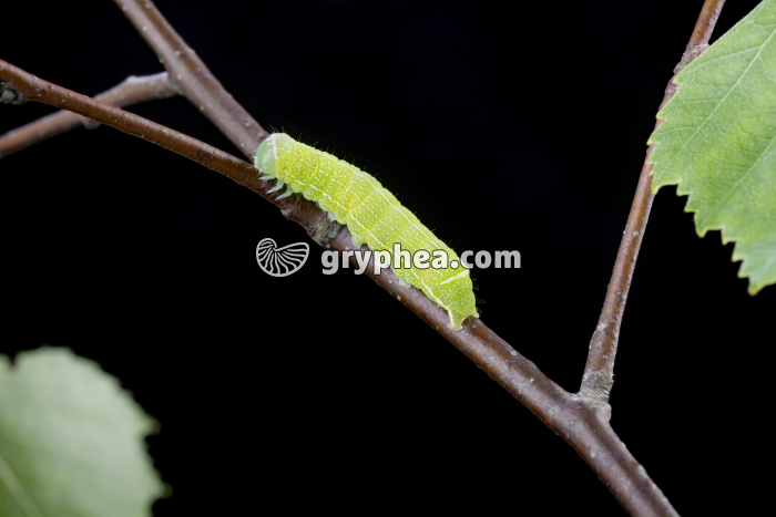 Papillon - Larve (chenille) - gryphea.com